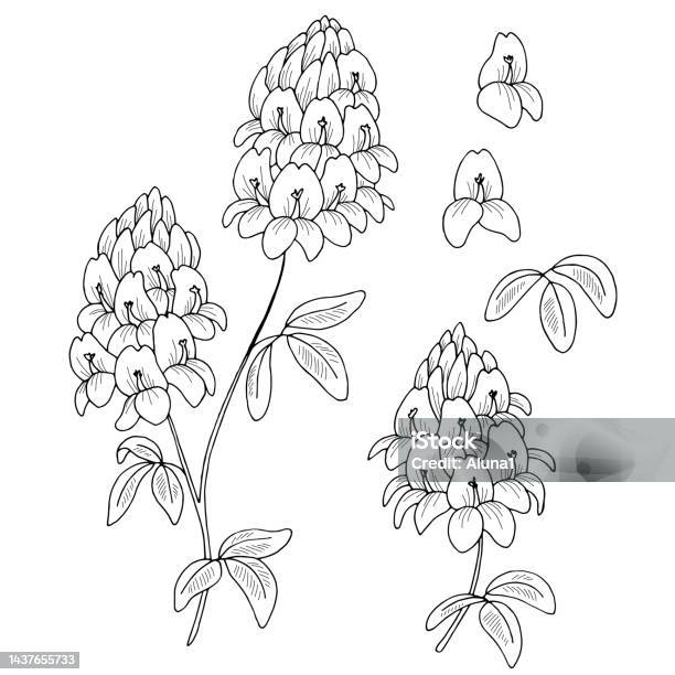Alfalfa flower graphic black white isolated sketch illustration vector stock illustration