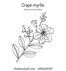 Texas state flower drawing illustrations vectors