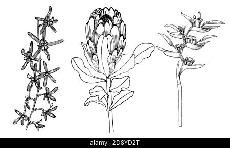 Leaves for coloring page on the branch graphics stock vector image art