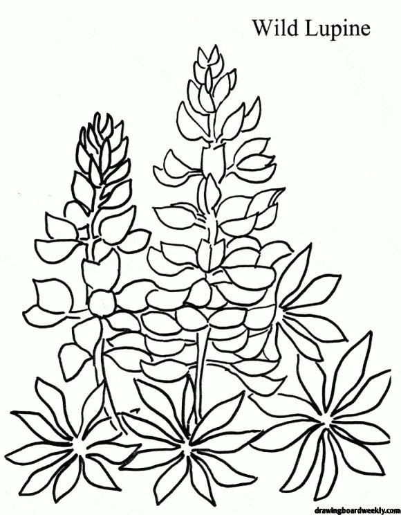 Bluebonnet coloring page free lupine flowers flower coloring pages blue bonnets