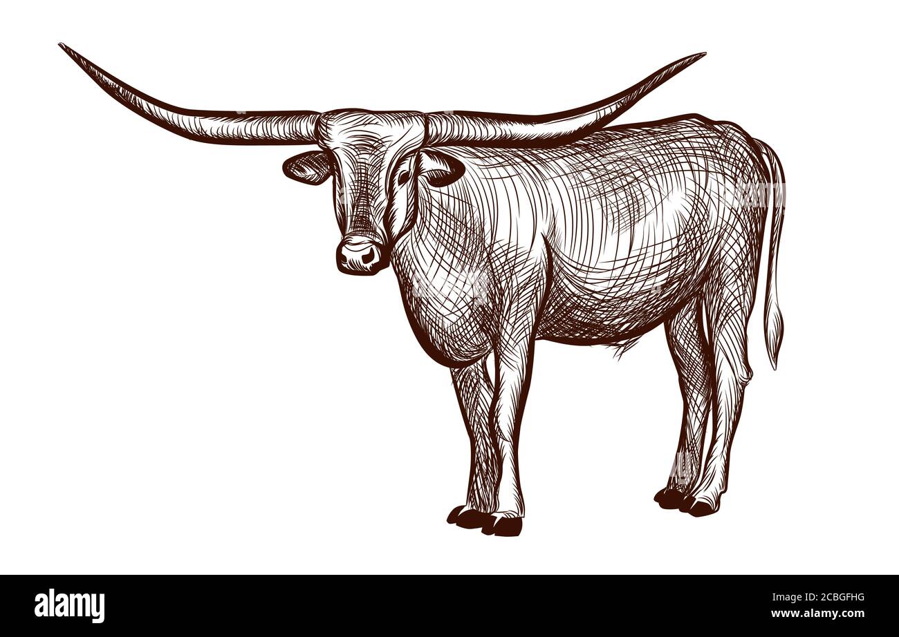 Texas longhorn bull domestic animal ink sketch hand drawn illustration isolated on white background illustration for coloring book page vector illus stock vector image art