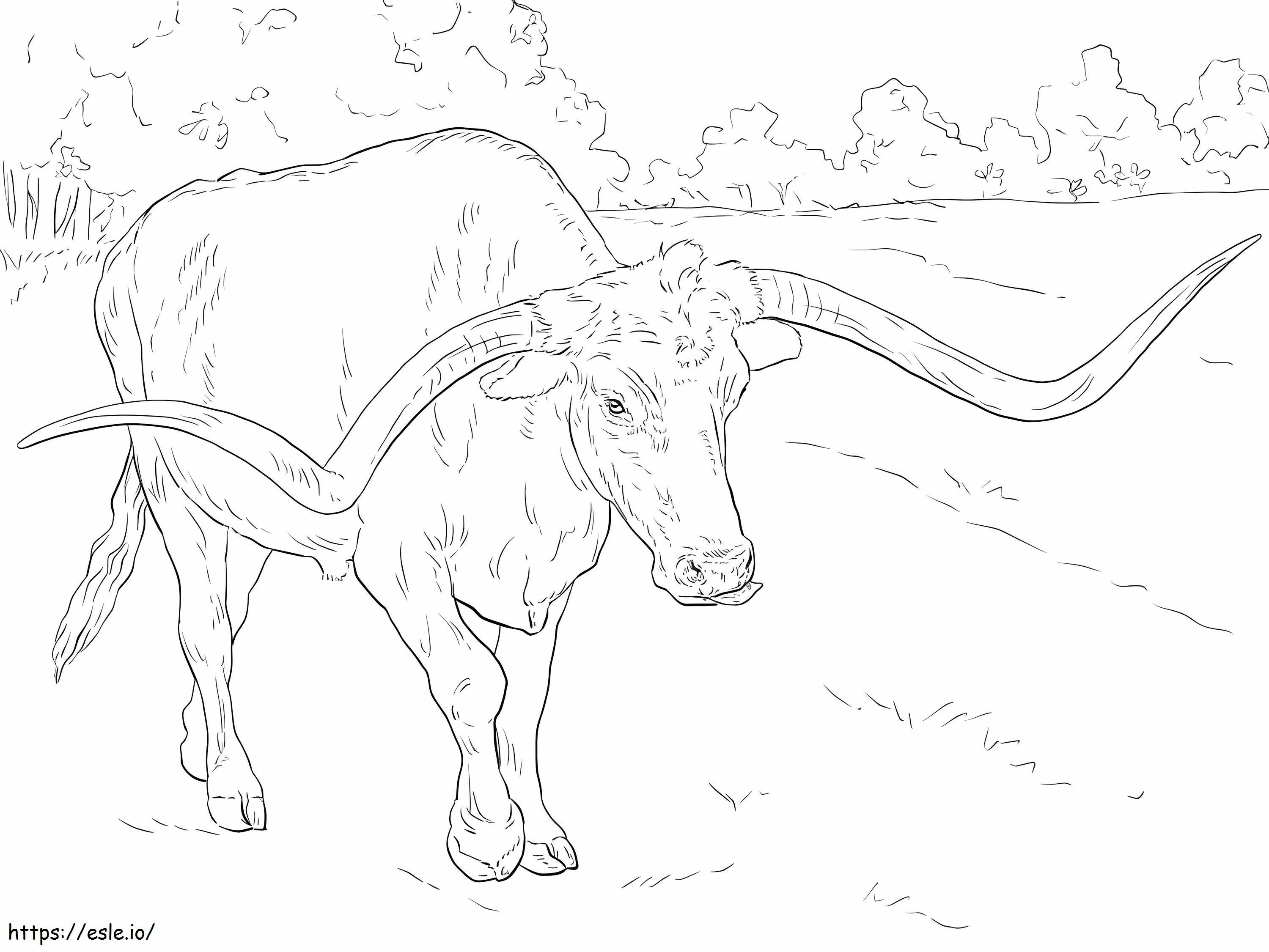 Longhorn bull coloring page