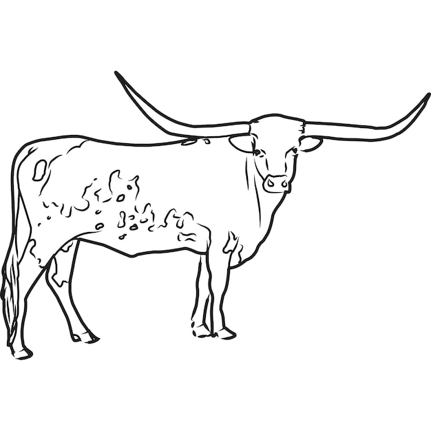 Premium vector hand sketched hand drawn texas longhorn cow vector