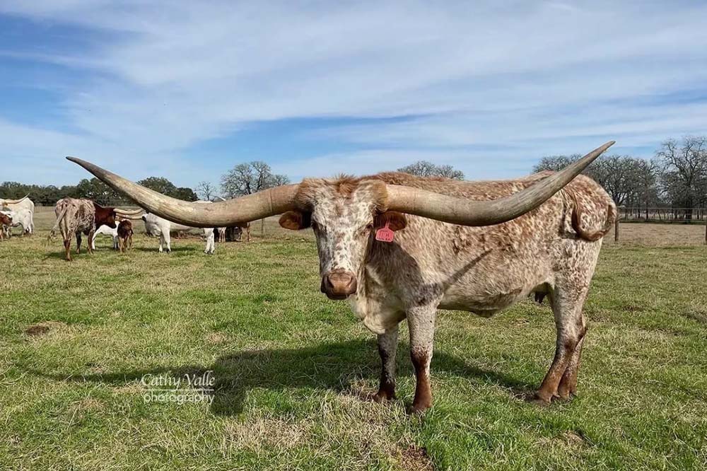 An easy guide to coloration of texas longhorn cattle