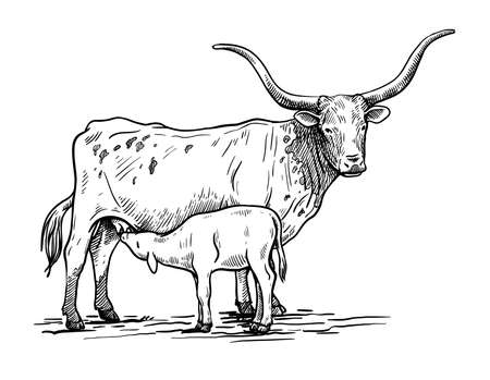 Longhorn drawing stock photos and images