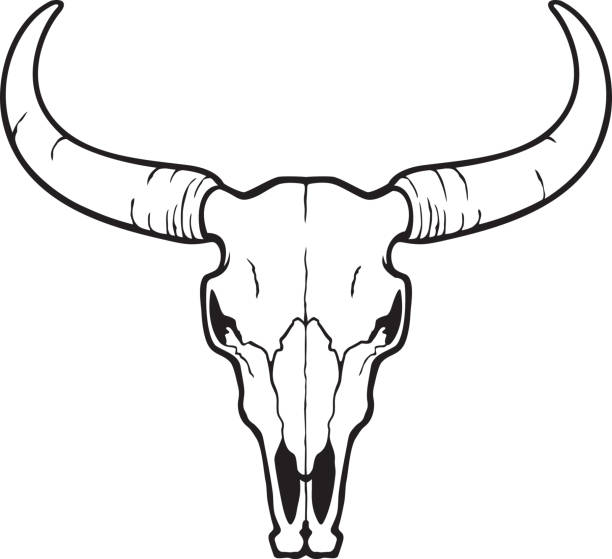 Longhorn skull stock illustrations royalty