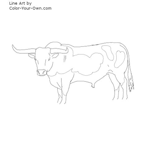 Longhorn bull coloring page