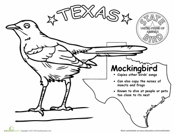 Texas state bird worksheet educationcom state birds texas state texas symbols
