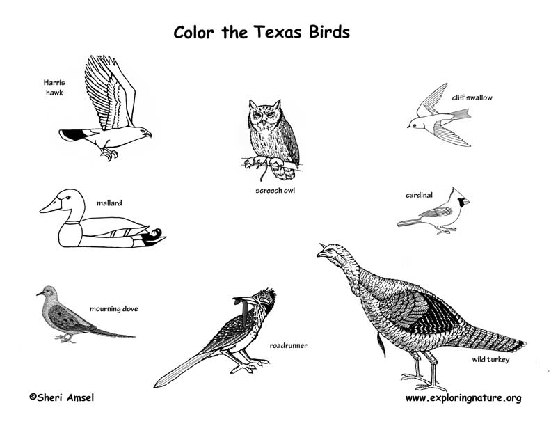 Texas habitats mammals birds amphibians reptiles