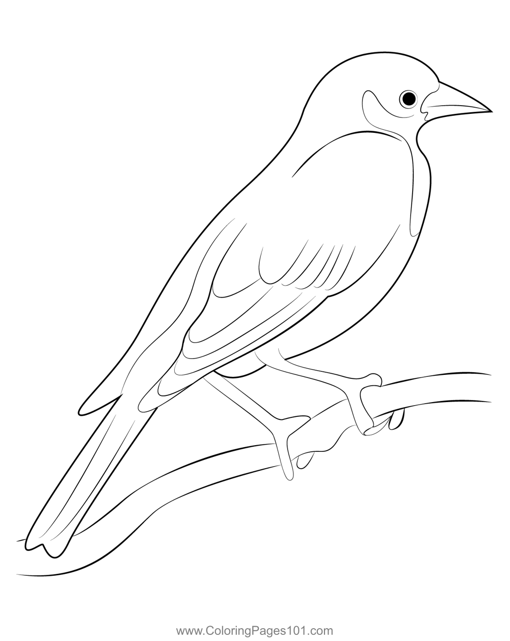 Female yellow headed blackbird coloring page for kids