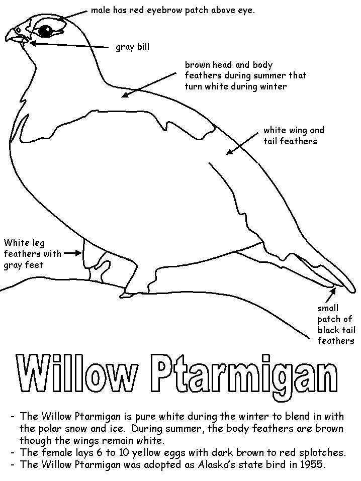 Willow ptarmigan with labels