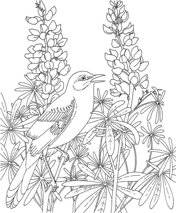 Texas mockingbird coloring page purple kitty