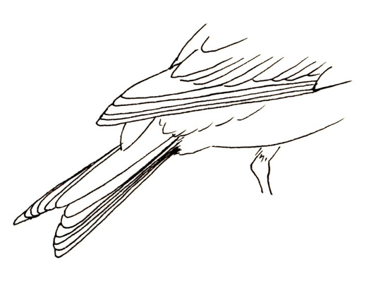 Wildlife jackie garners art blog