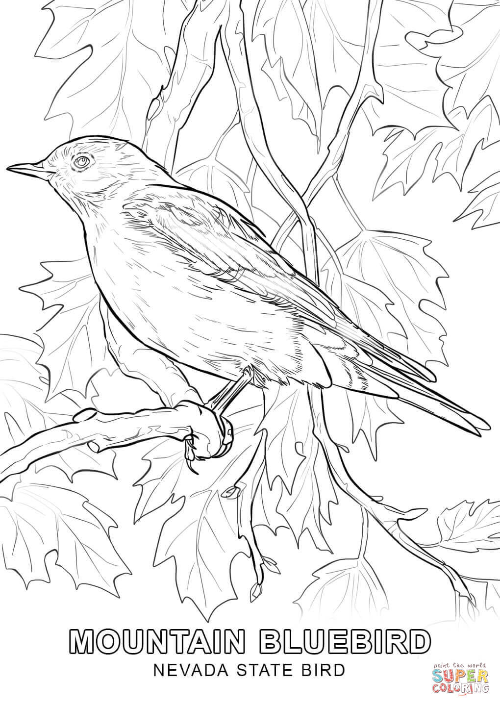 Nevada state bird coloring page free printable coloring pages