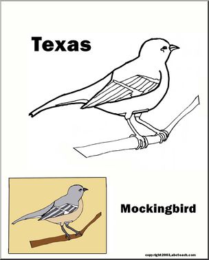 Texas state bird