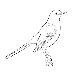 Birds coloring pages for kids