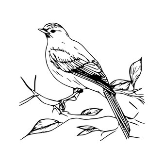 Page draw bird images