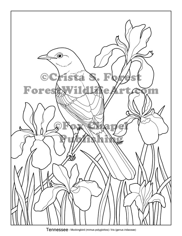 Crista forests animals art new texas state bird line art drawing