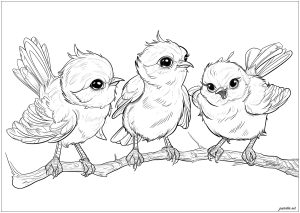 Birds