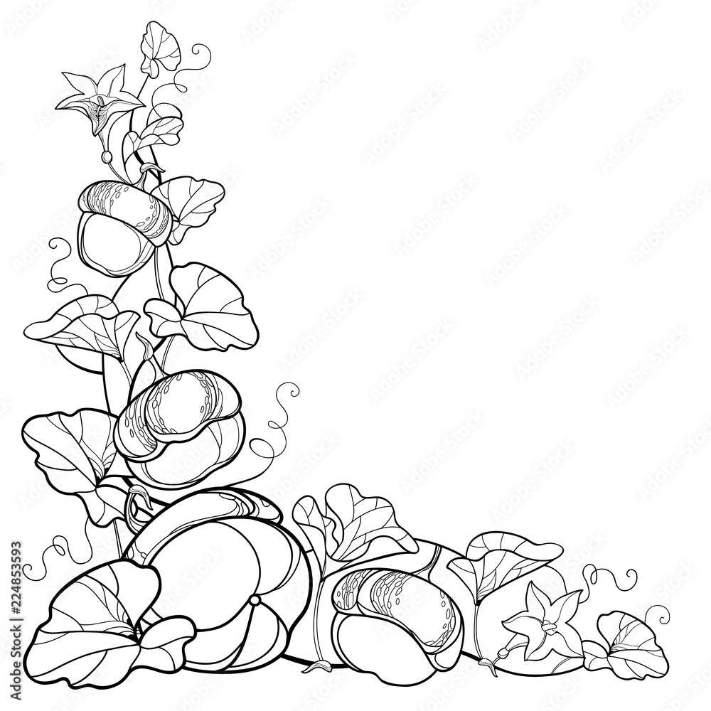 Vector corner position of outline pumpkin vine with flower ornate leaf in black isolated on white background contour pumpkins for thanksgiving day autumn design halloween or coloring book vector