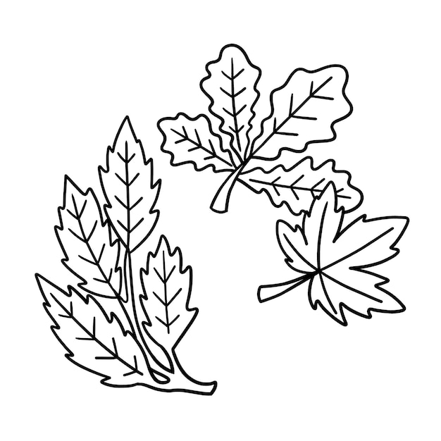 Premium vector thanksgiving autumn leaves isolated coloring page