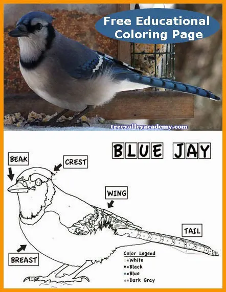 Blue jay coloring sheet