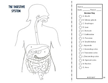 Digestive excretory system coloring by the science connection tpt