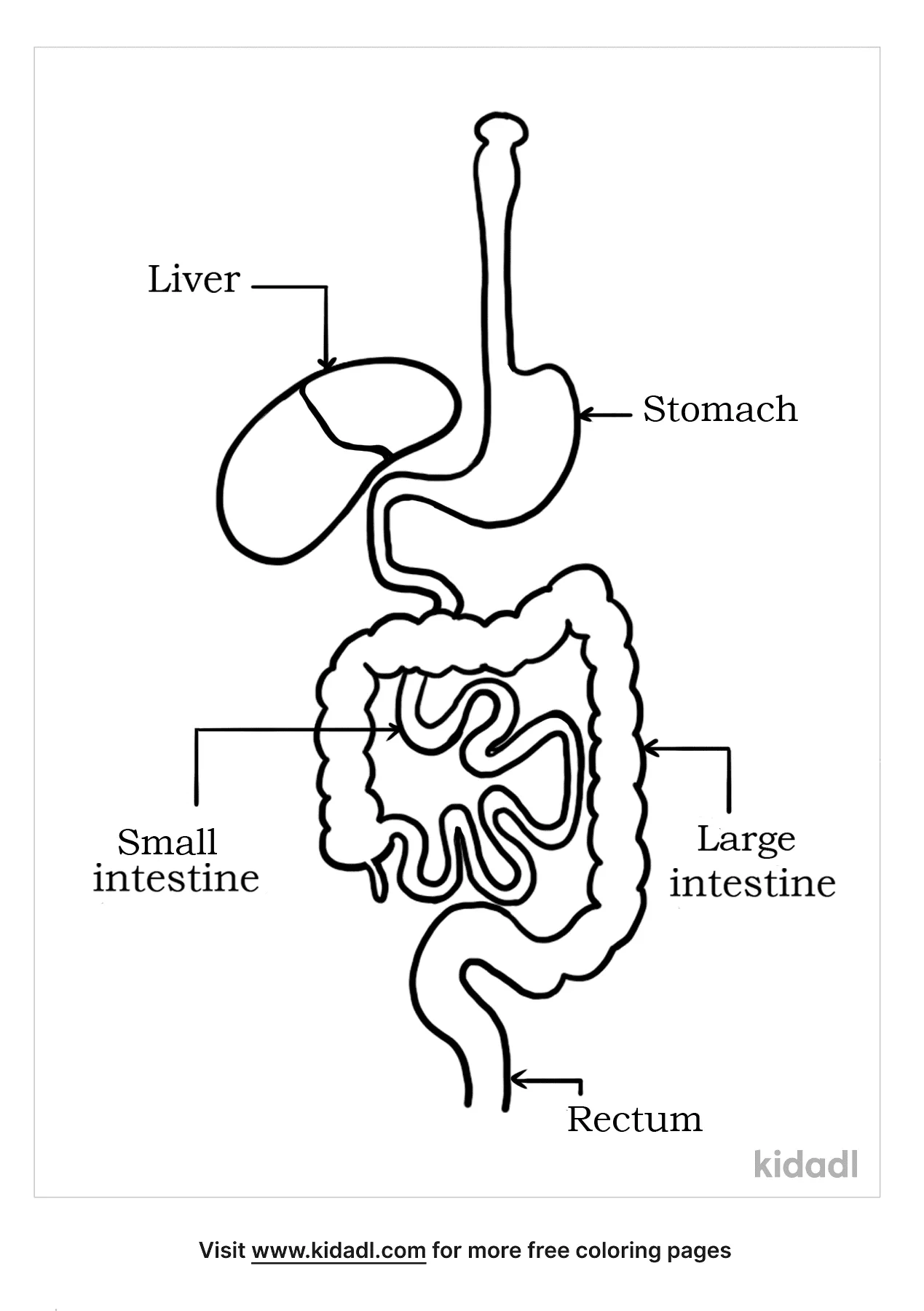 Free digestive system coloring page coloring page printables