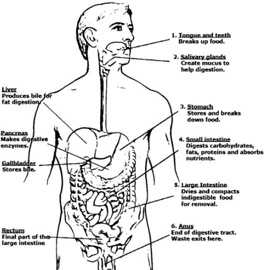 Digestive system coloring page full digestive system anatomy human body systems coloring pages inspirational