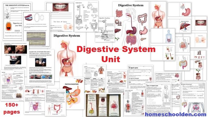 Digestive system unit updated