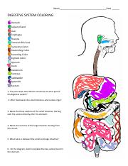 Digestive system coloring