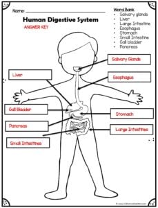 Ð digestion experiment