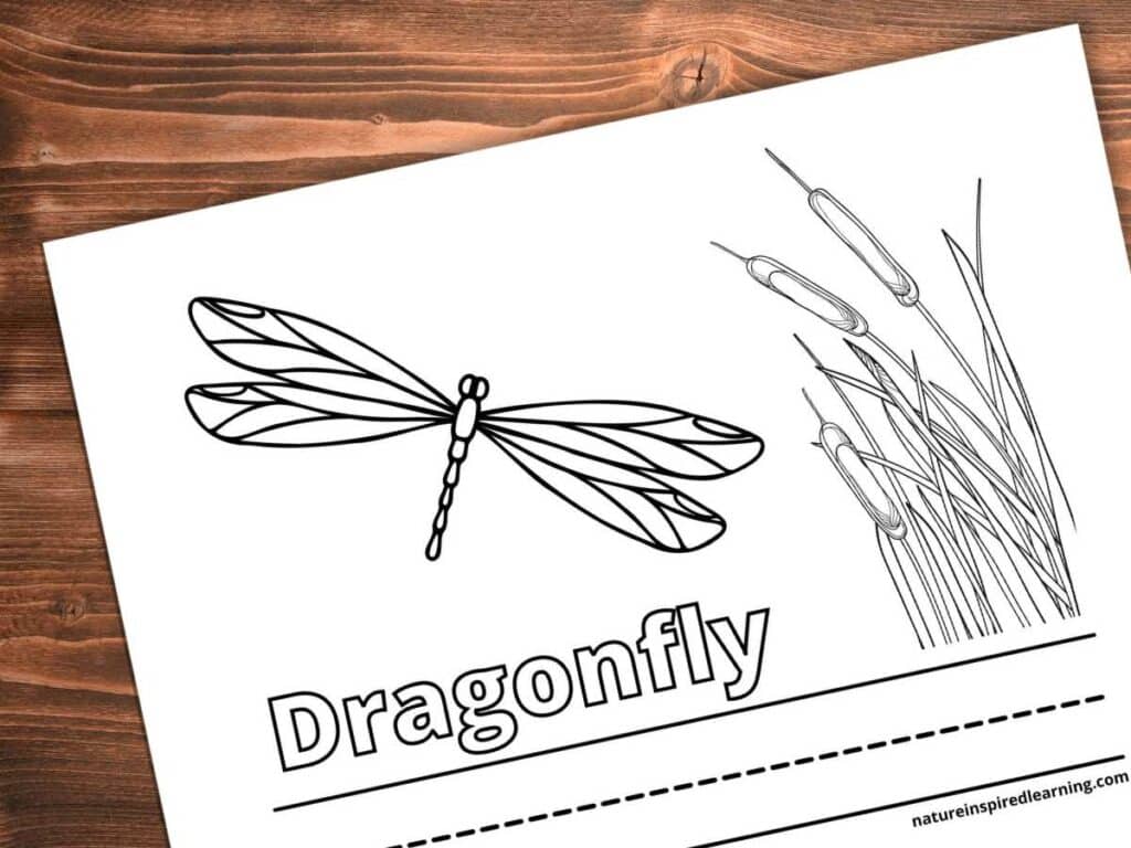 Realistic dragonfly coloring pages