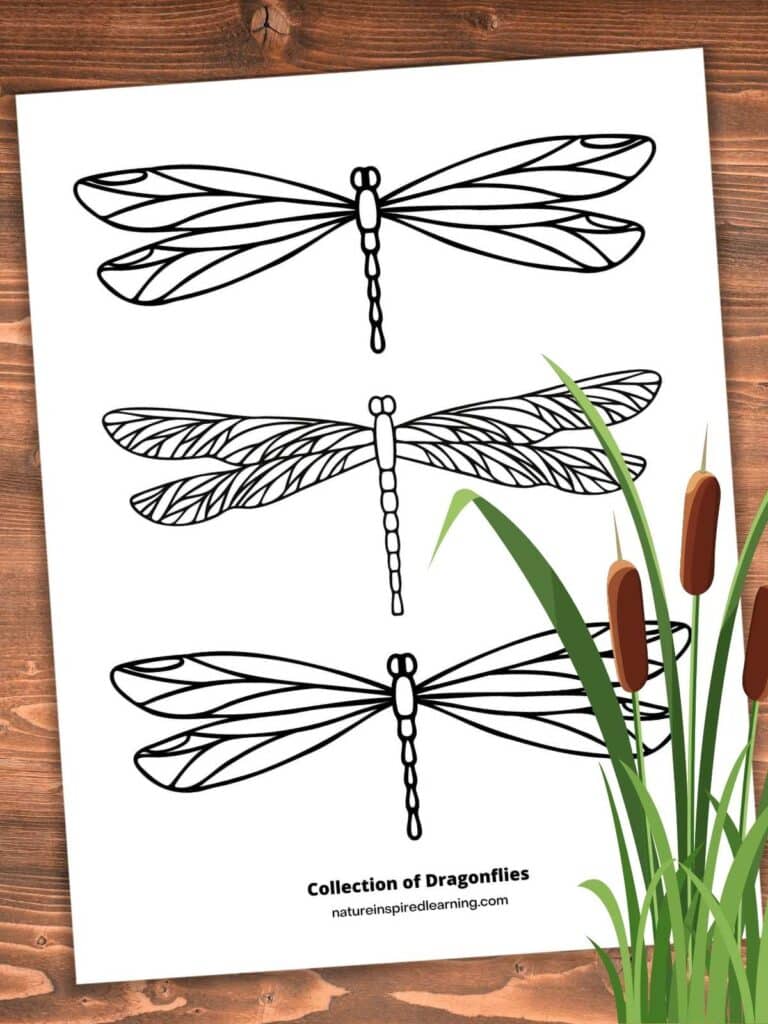 Realistic dragonfly coloring pages