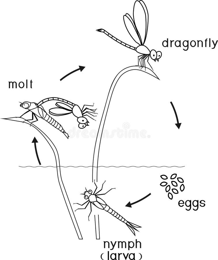 Coloring page dragonfly stock illustrations â coloring page dragonfly stock illustrations vectors clipart