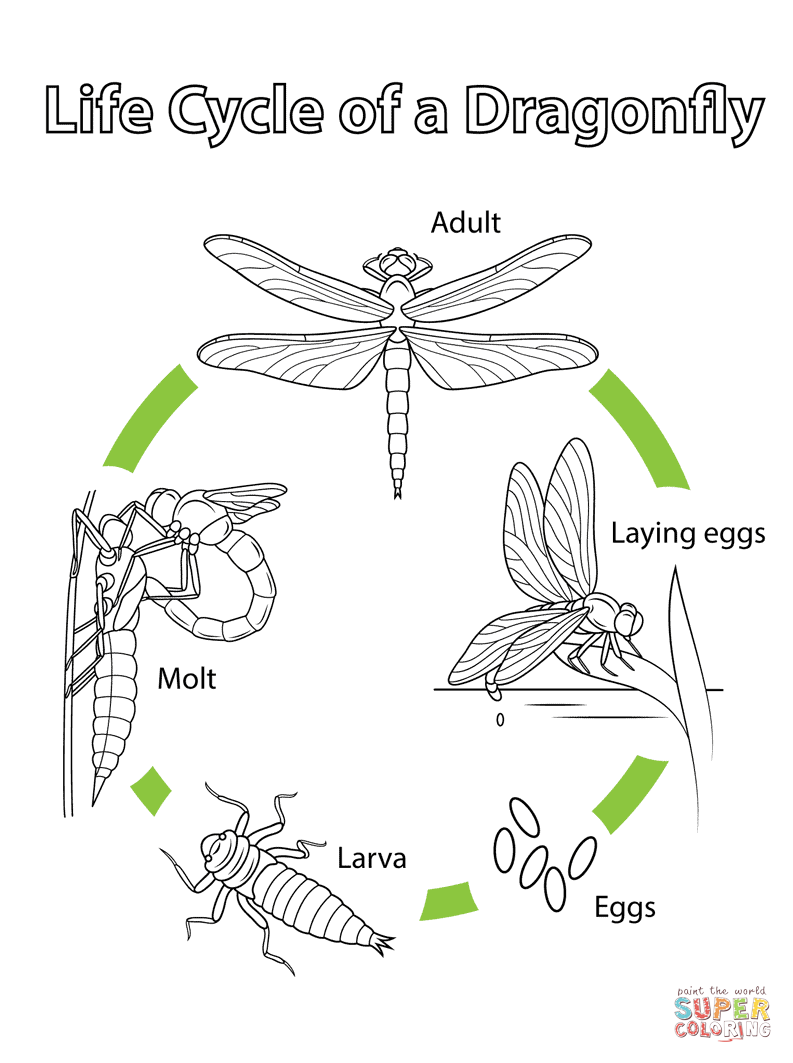 Life cycle of a dragonfly coloring page free printable coloring pages