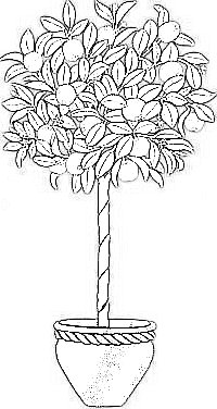 Italophile coloring pages orange tree