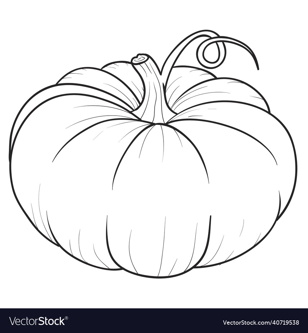 Sketch big beautiful pumpkin coloring book vector image