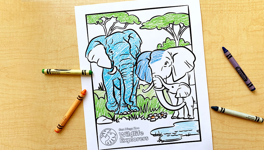 Coloring page elephant family san diego zoo wildlife explorers
