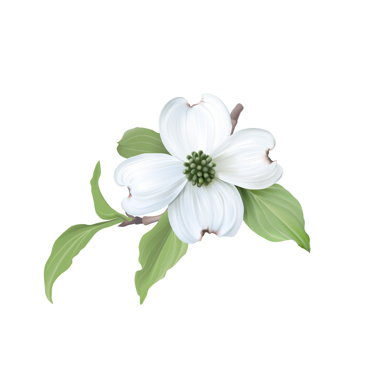 Legend of the dogwood tree
