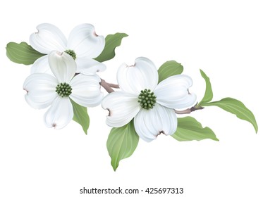 Flowering dogwood stock photos