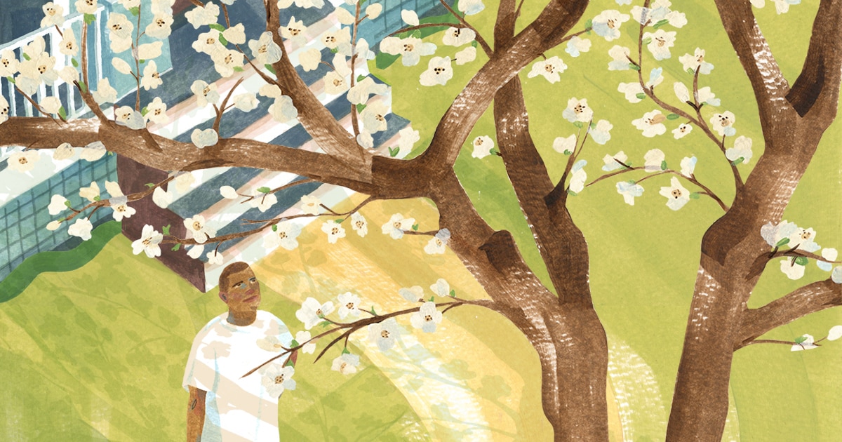 The dogwood tree â the living symbol of the american spring â makes a eback