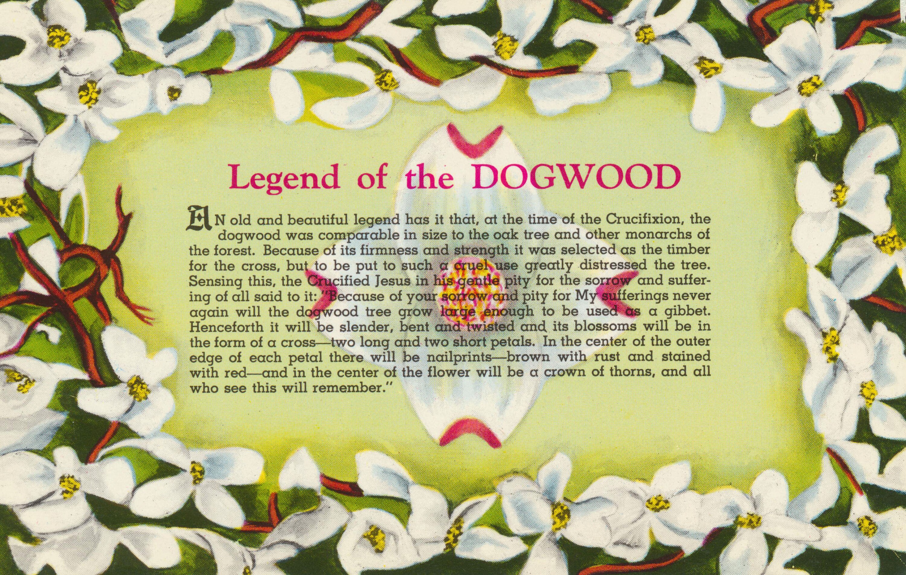 Digital library vintage postcard with the legend of the dogwood this card image is circa the s