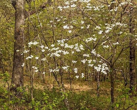 The legend of the dogwoodâ james milson