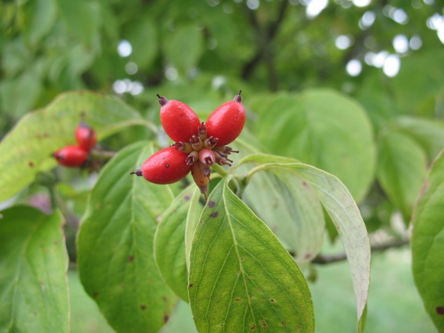 Kentucky color dogwood leaves on
