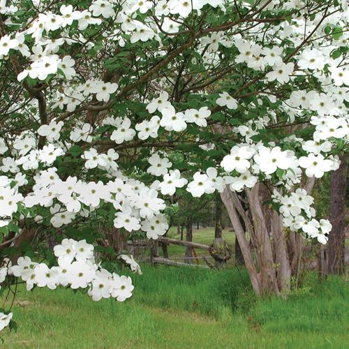 Texas gardening an unusual spring has limited dogwood trees blooming
