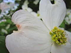 Easter and the legend of the dogwood tree