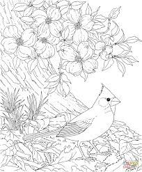 Dogwood tree ideas dogwood trees dogwood dogwood flowers