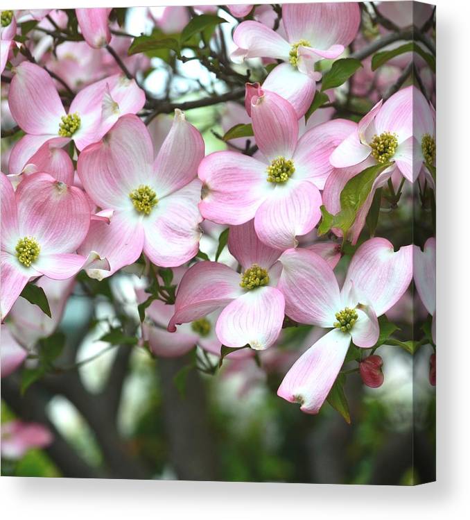 Spring dogwood tree with pink flowers canvas print canvas art by p s