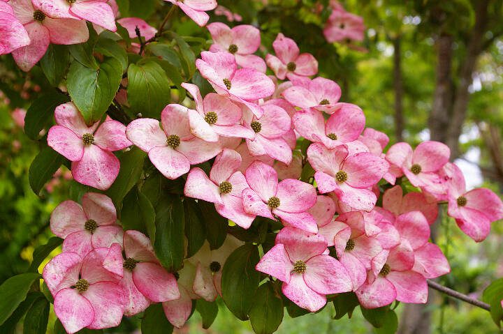 Great plant pick cornus kousa satomi